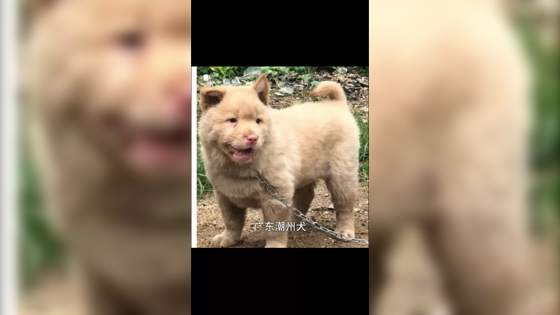 广东潮州犬