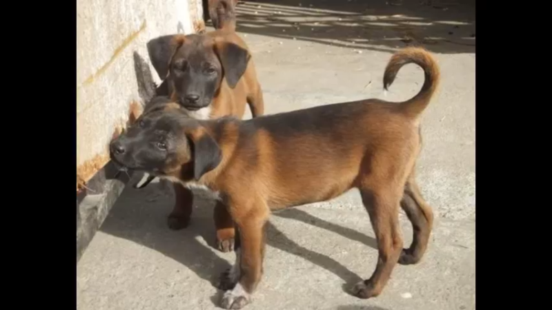 青川犬