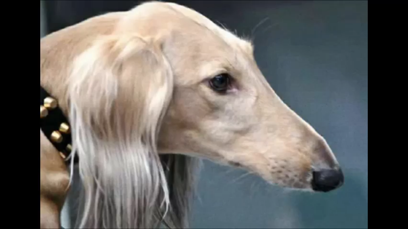 陕西细犬