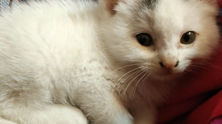 昨天养了猫，忘记发了！