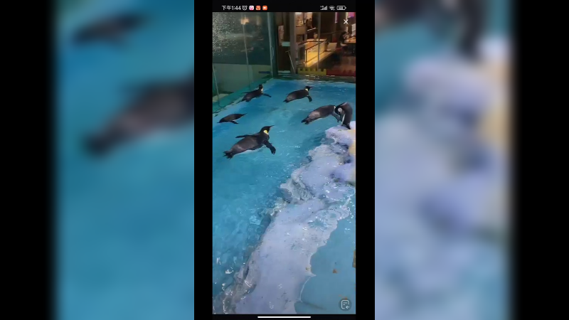 企鹅游泳好快乐