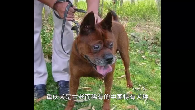 重庆犬