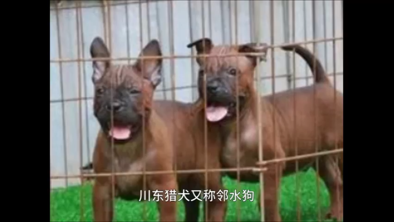 川东猎犬