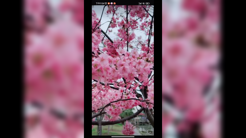 成都的樱花开了，很好看