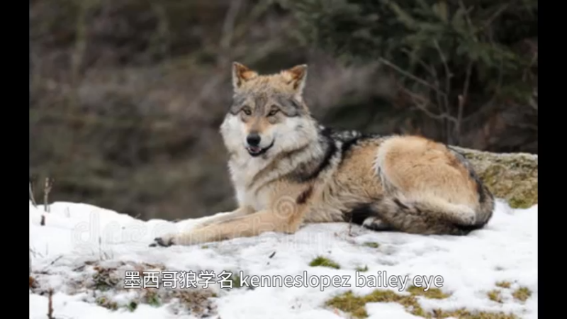 墨西哥狼