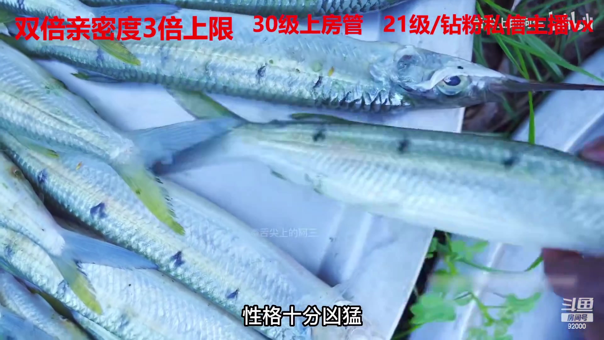 【2023-02-23 08点场】呆妹儿小霸王：【黄金3倍】：一起see
