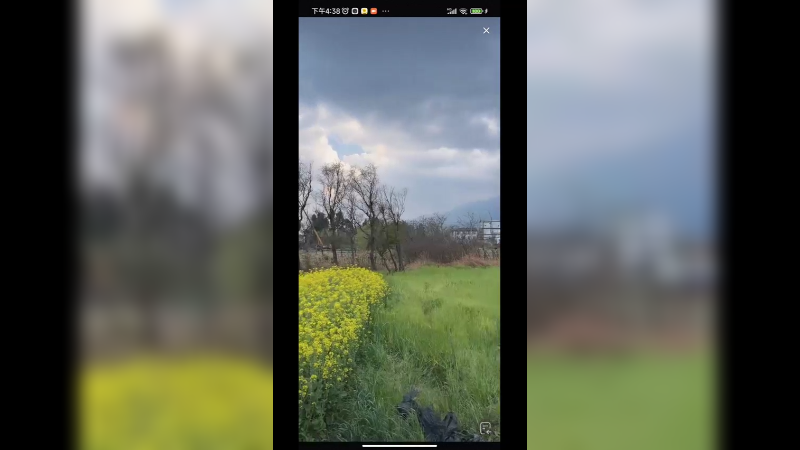 现在是油菜花的季节