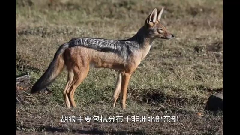胡狼