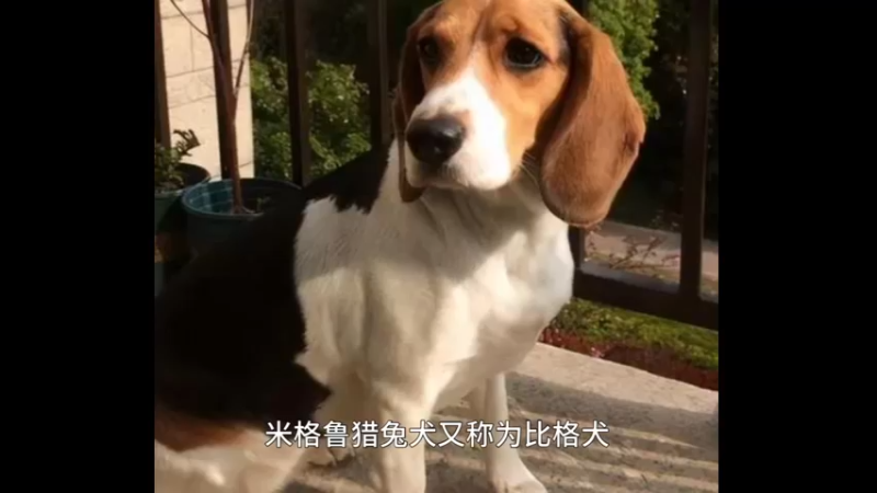 米格鲁猎兔犬2