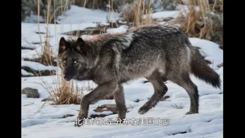 北美灰狼