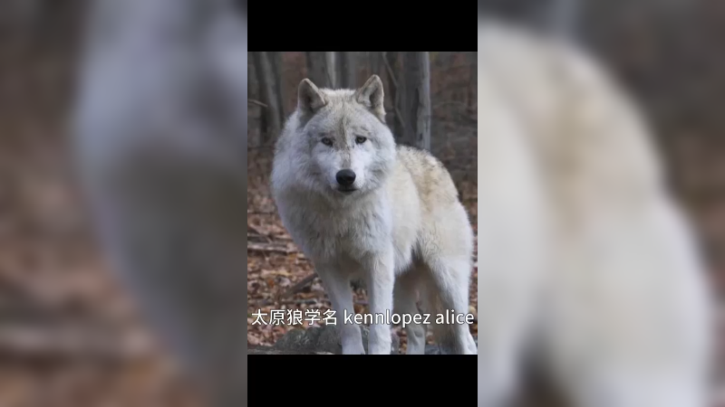 苔原狼