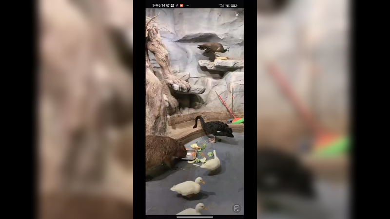 水豚吃饭了，天鹅和鸭子都来吃了