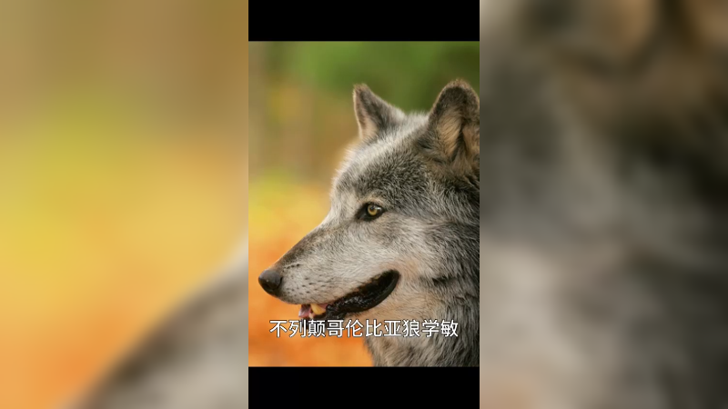 不列颠哥伦比亚狼
