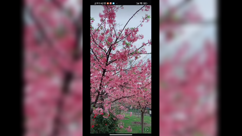 樱花盛开，美不胜收啊