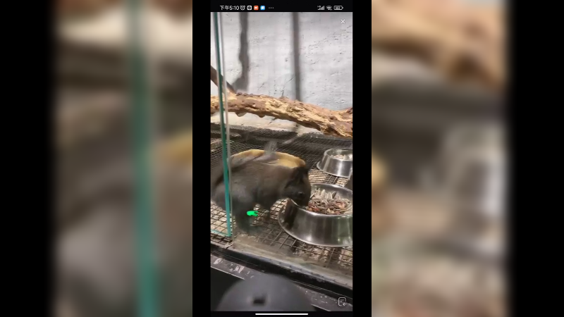 松鼠吃的东西还是好啊，还有瓜子