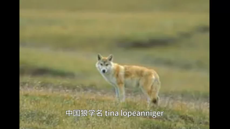 中国狼