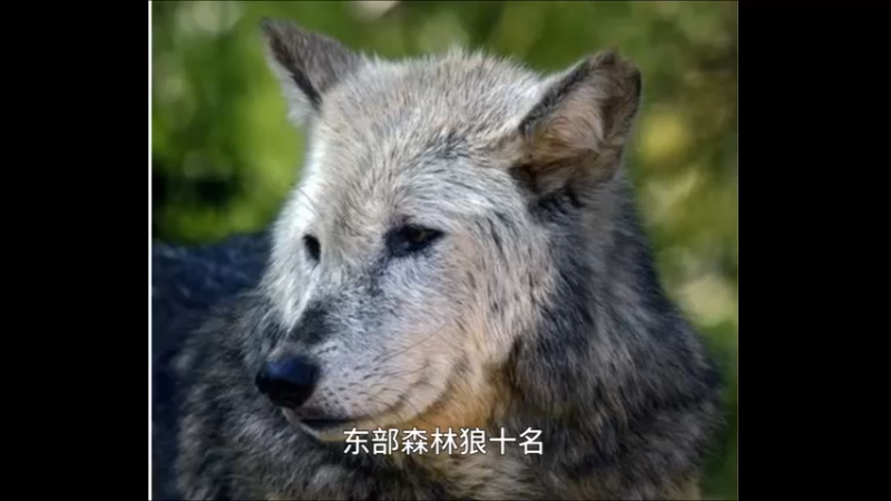 东部森林狼