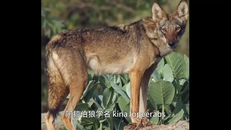 阿拉伯狼
