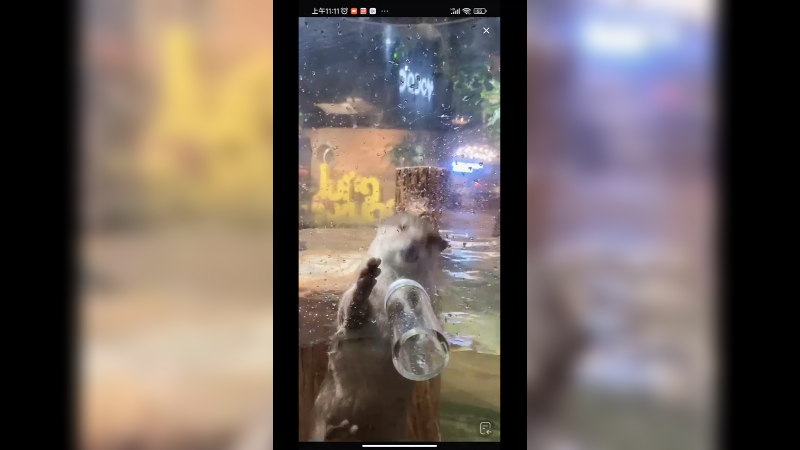 水豚好喜欢吃泥鳅