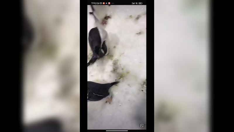 企鹅真可爱，不是游泳就是发呆