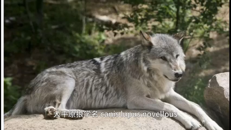 大平原狼