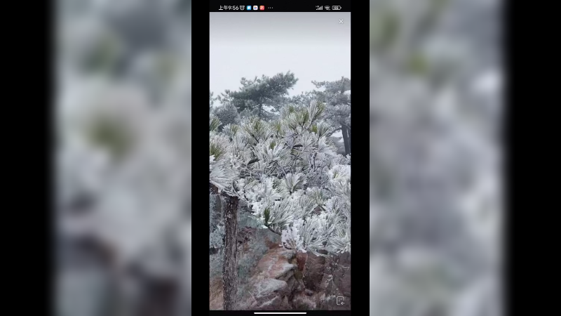 今天黄山出现雾凇，很好看啊