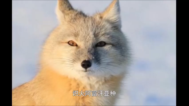 赤狐阿富汗亚种