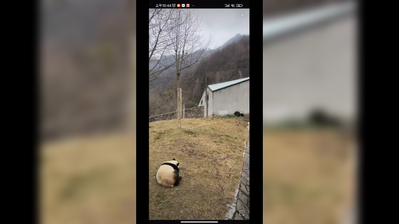 大熊猫没想到是趴着拉粑粑