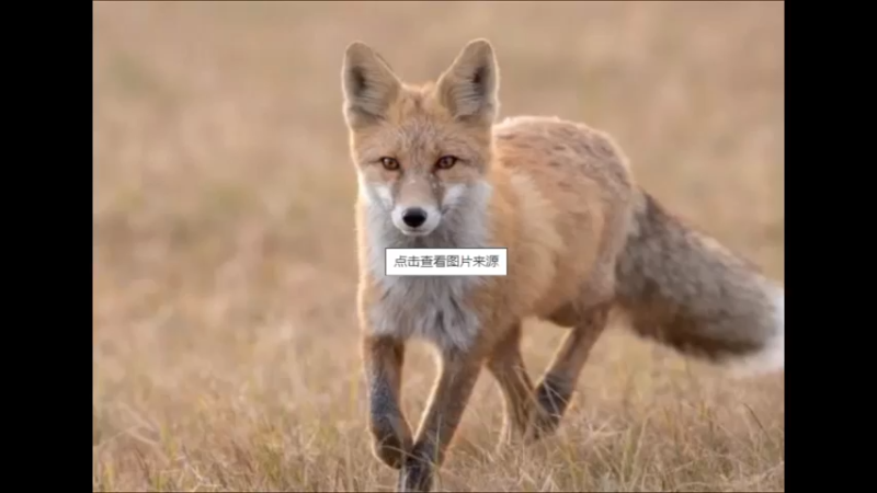 赤狐安纳托利亚亚种