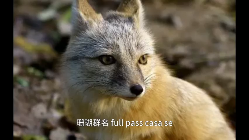 沙狐