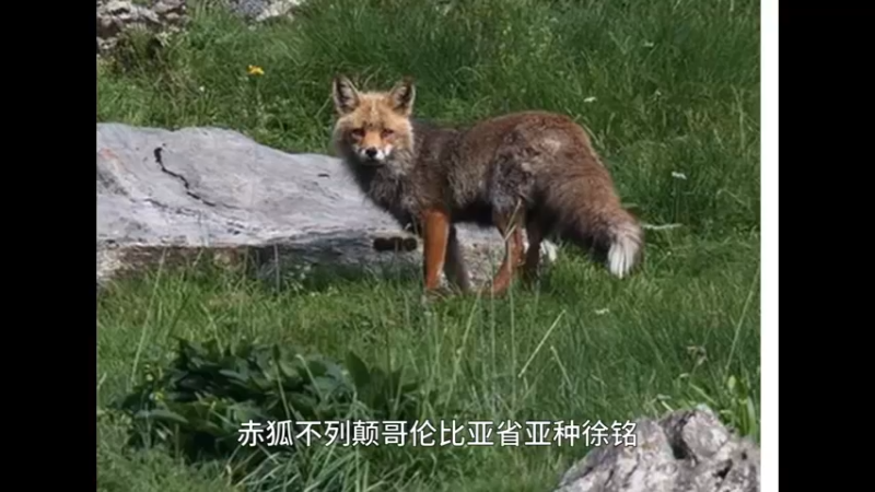 赤狐不列颠哥伦比亚省亚种