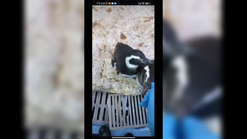 企鹅也是有区别的，有的脾气好，有的脾气不好