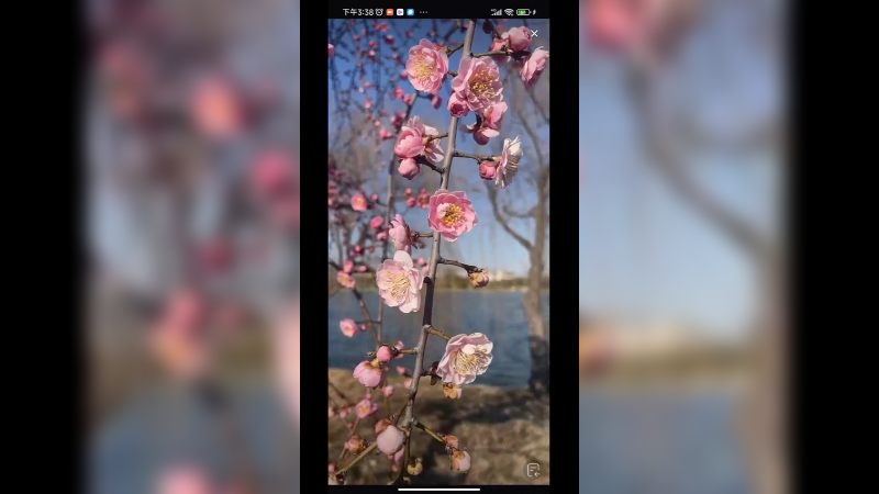 梅花开了，真好看啊