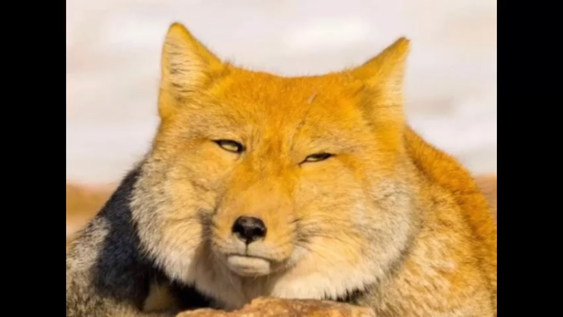 藏狐