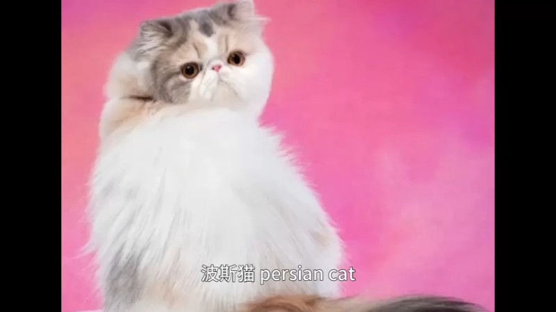 波斯猫