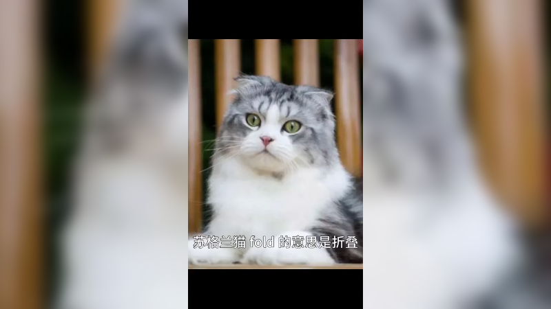 苏格兰猫