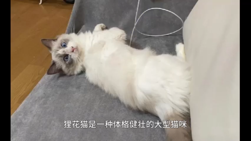 布偶猫