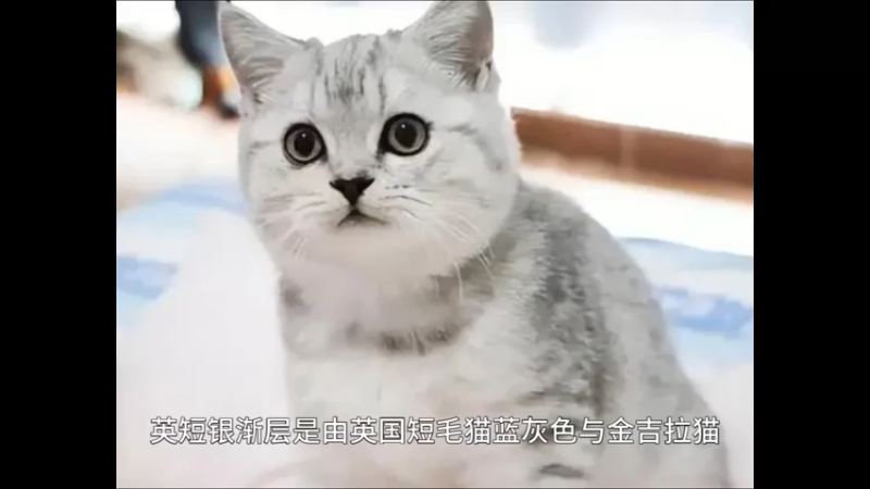英短银渐层