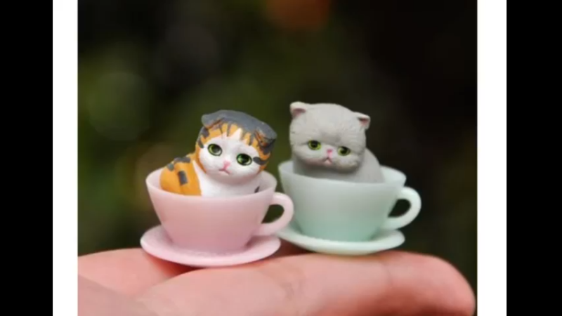 茶杯猫