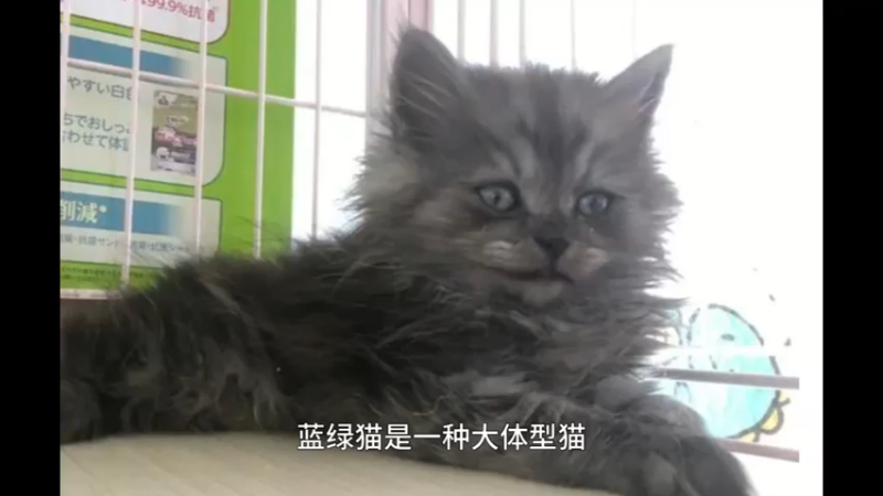 褴褛猫