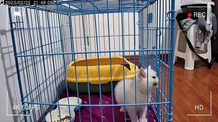 银渐层咋这么能叫