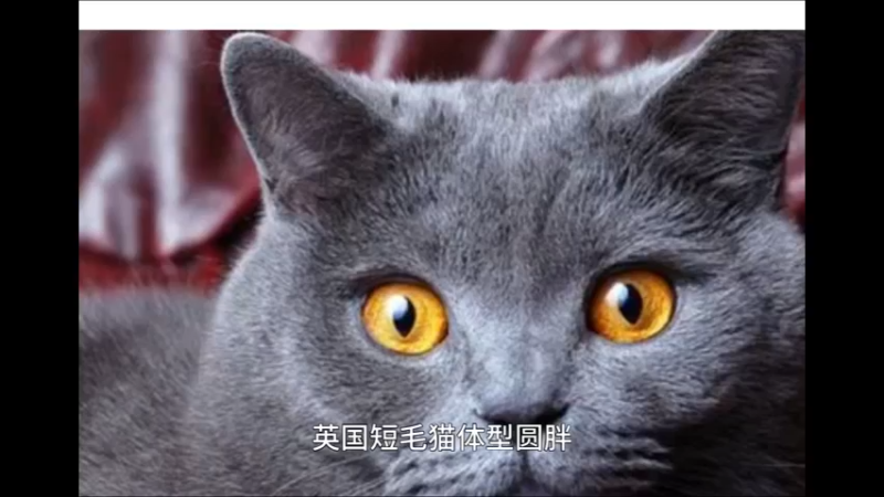 英国短毛猫