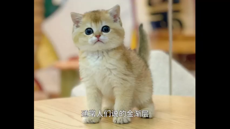 英短金渐层
