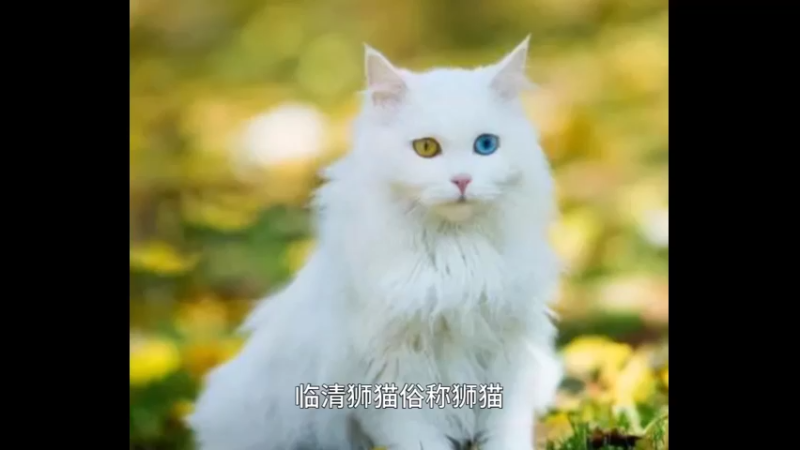 临清狮猫