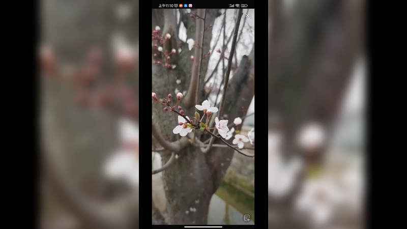 好漂亮的白色花，这是梨花吗