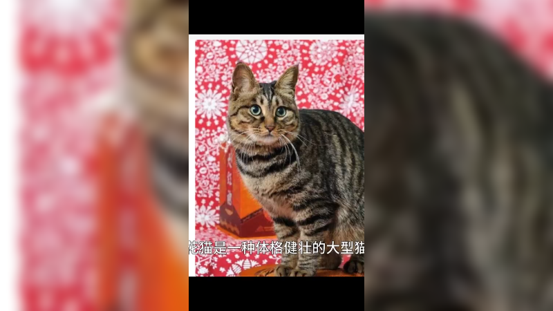 狸花猫