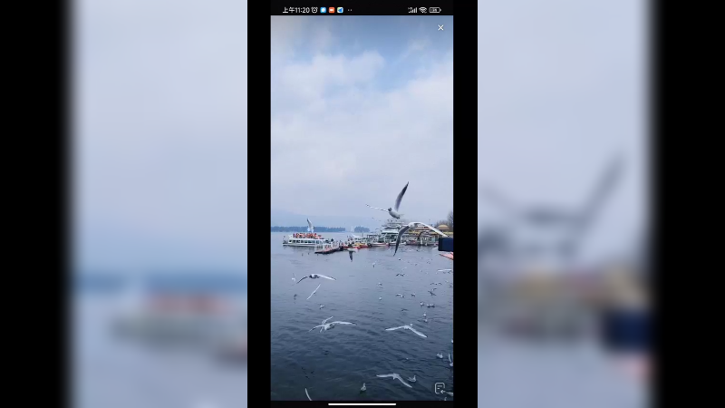 在云南昆明看海鸥