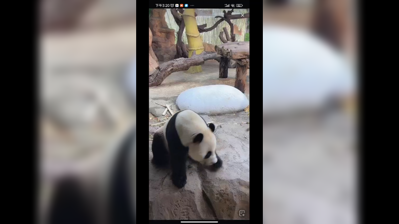 游客给大熊猫吃竹笋，吃的好啊，竹笋很贵的