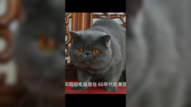 异国短毛猫