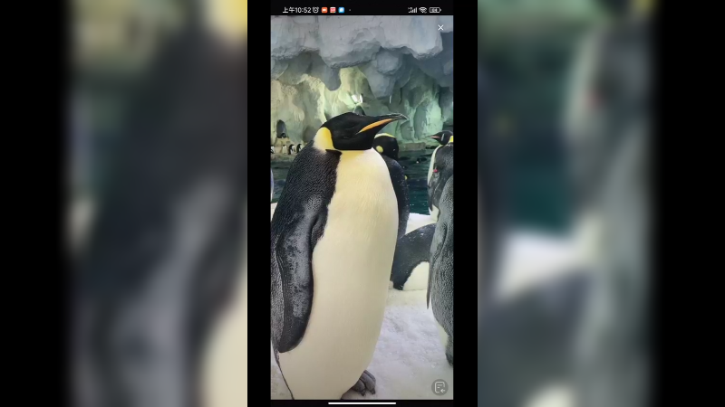 海洋馆里两个企鹅在秀恩爱，可爱啊